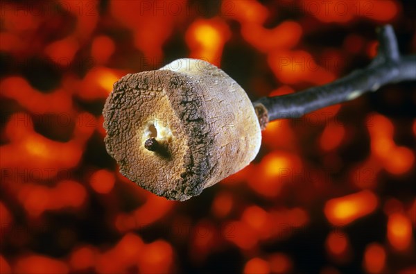 Roasting Marshmallow Over Glowing Embers