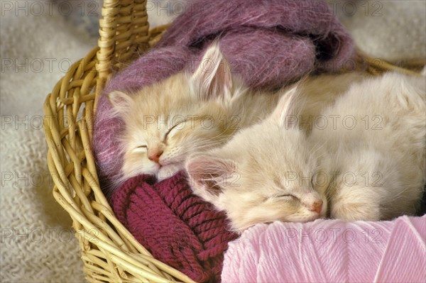 Kittens Sleeping in the Yarn!