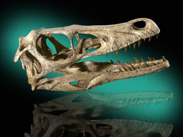 Velociraptor mongoliensis Skull