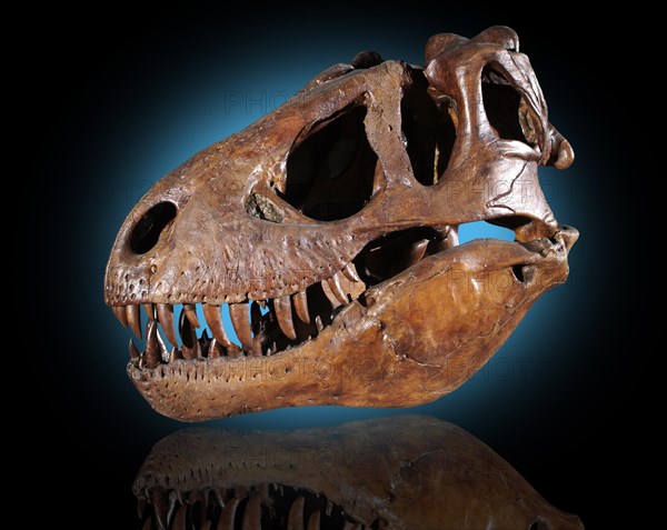 Dinosaur Skull