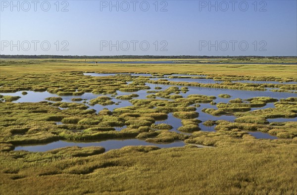 Coastal Wetlands Salt Marsh