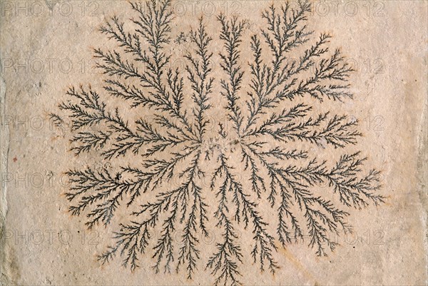 Dendrite