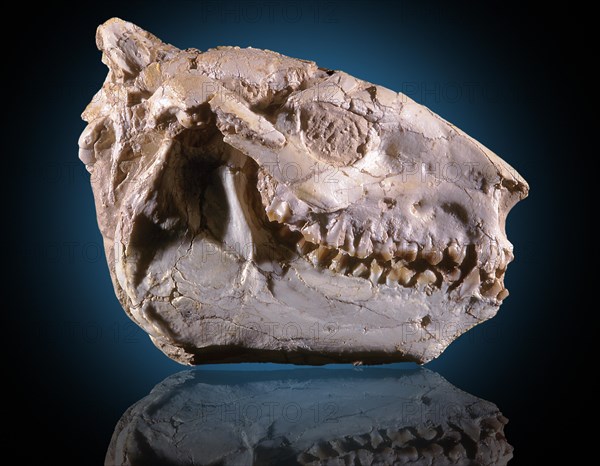 Oreodont Fossil