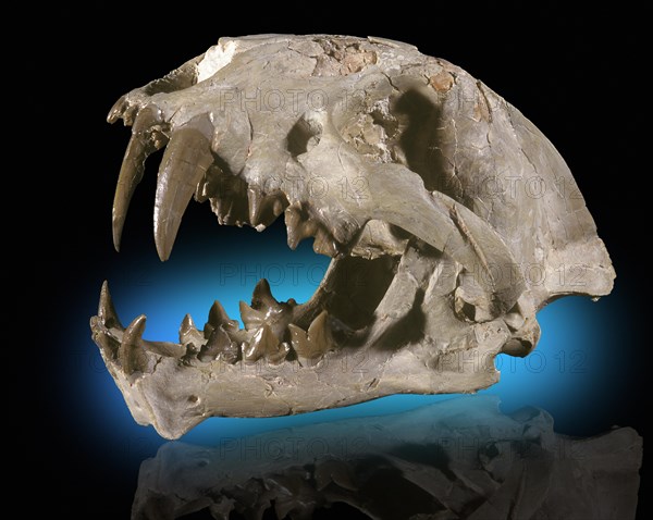 Saber Tooth Cat Skull