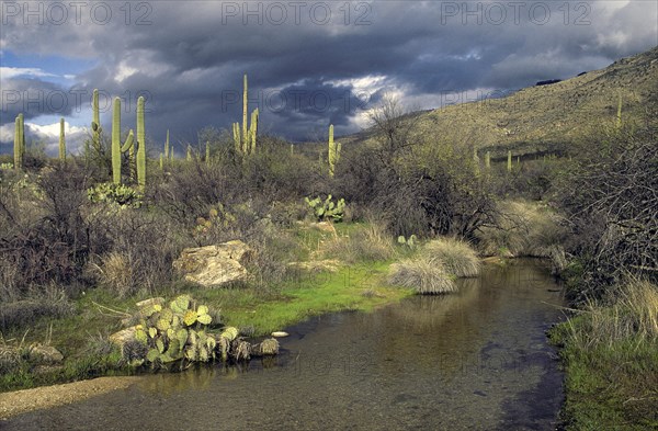 Water in the Desert