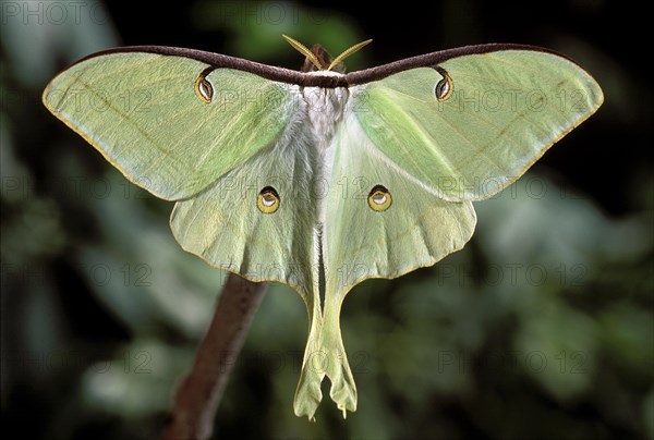 Luna Moth