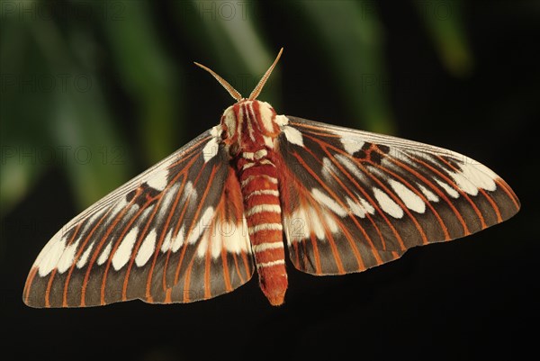 Silk Moth