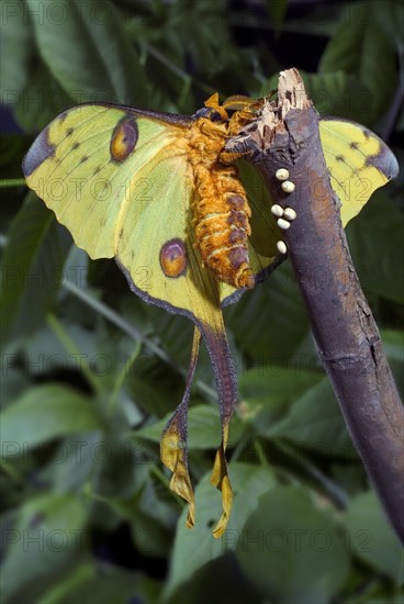 Silk Moth Laying Eggs