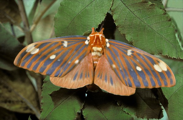 Royal Walnut Moth