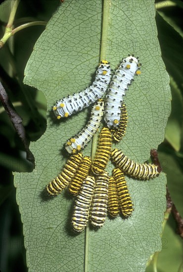 Promethea Moth Larvae