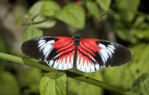 cross or passion-vine butterflies