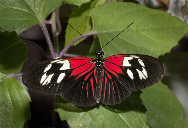 (Heliconius Melpomene) Madiera