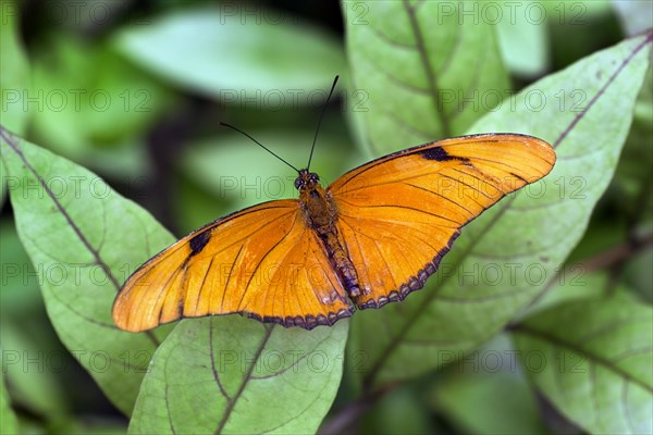 Dryas iulia