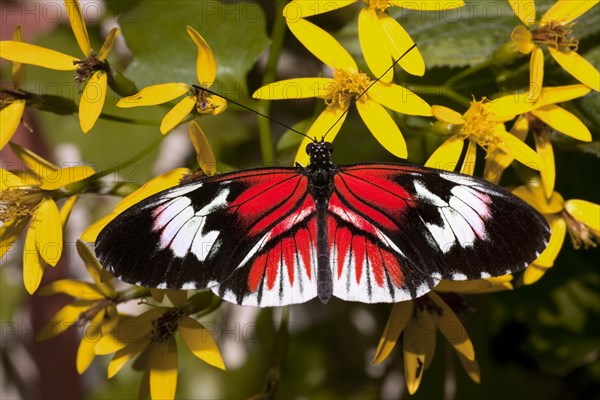 cross or passion-vine butterflies