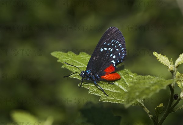 Atala