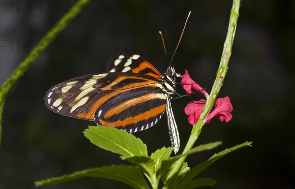 Mechanitis polymnia Butterfly