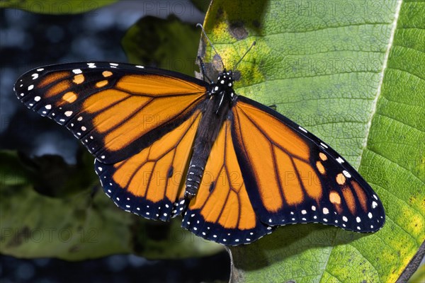 Newly Emerged Monarch Butterfly