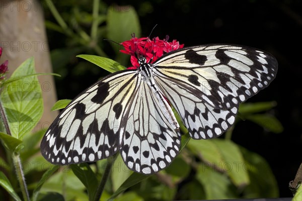 Tree Nymph Butterfly