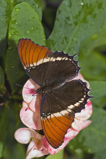 Rusty Tipped Page Butterfly