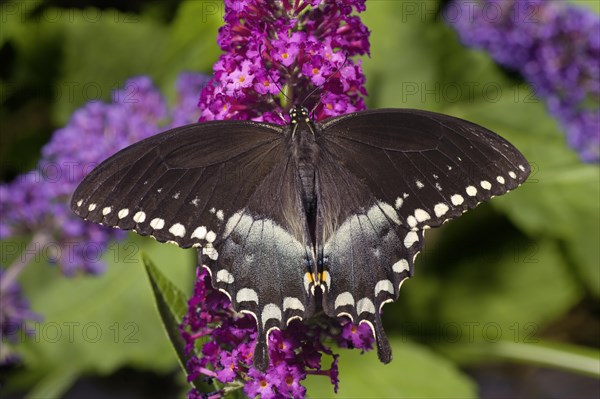 Spicebush Swallowtail