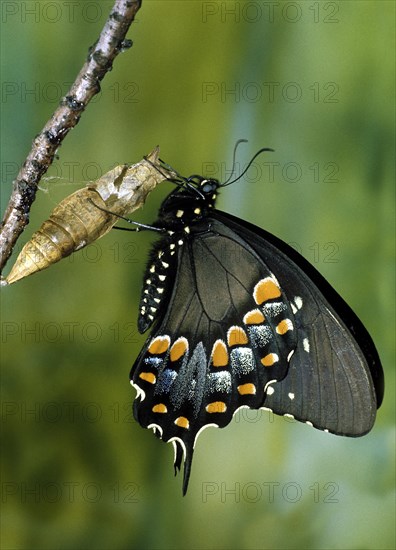 Spicebush Swallowtail Butterfly