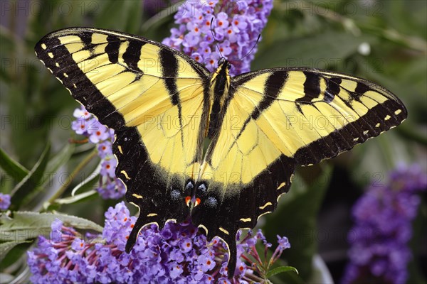 Tiger Swallowtail Butterfly