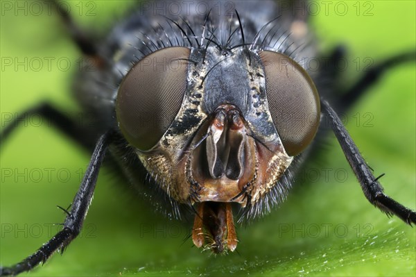 Common House FlyThe housefly