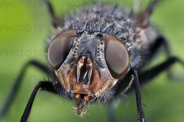 Common House FlyThe housefly