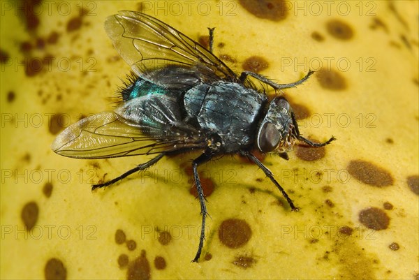 Blue Bottle Fly