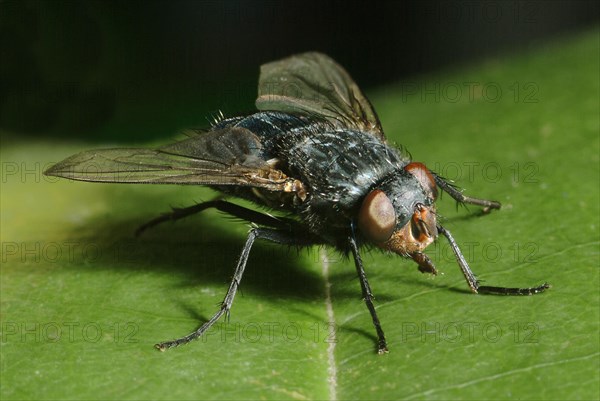 Bluebottle Fly