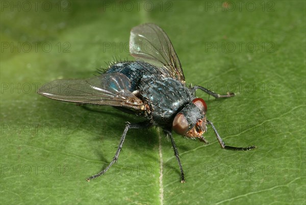 Blue Bottle Fly