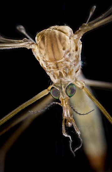 Crane Fly Face CU