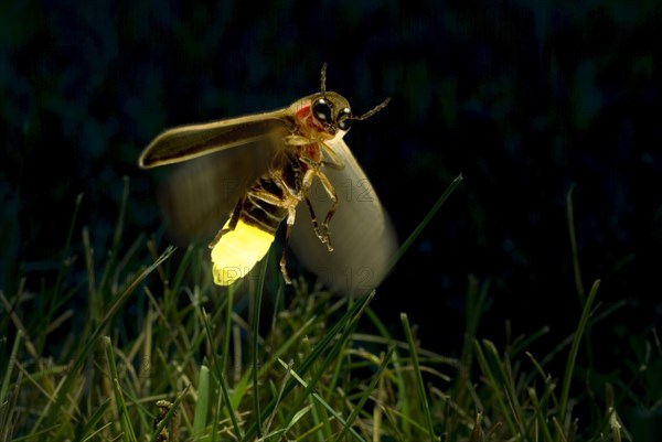 Firefly Twilight Flight