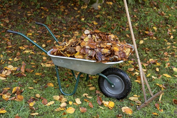 Autumn leaves in wheelbarrow with old rake in garden