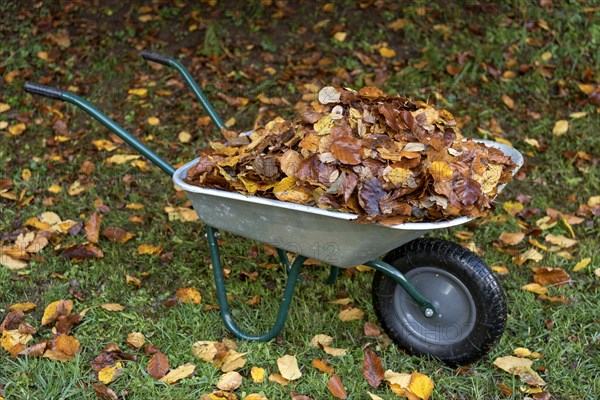 Autumn leaves in wheelbarrow in the garden