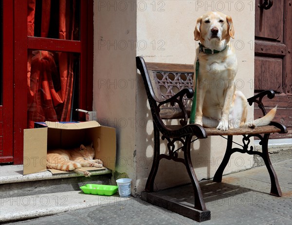 Cat sleeping in a cardboard box and dog sitting next to it on a bench