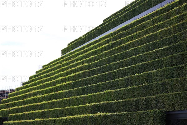 Largest green facade in Europe with eight kilometres of hornbeam hedges on Koe-Bogen II in Duesseldorf