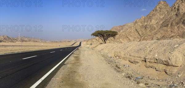 Solitary tree