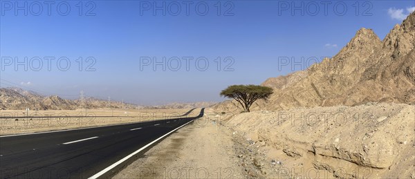 Solitary tree and mountains