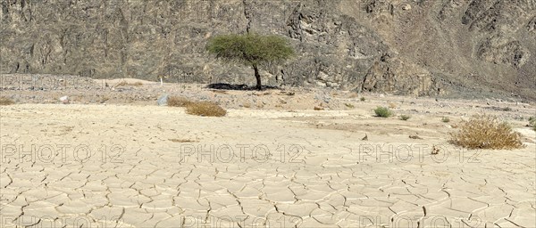 Solitary tree