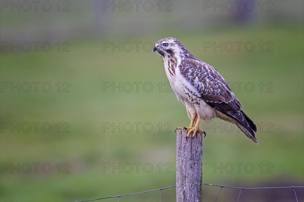 Common steppe buzzard