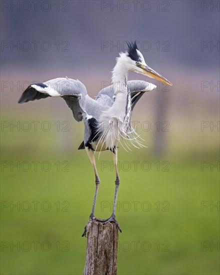 Grey heron