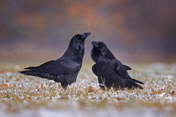 Common raven