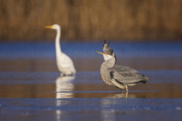 Grey heron