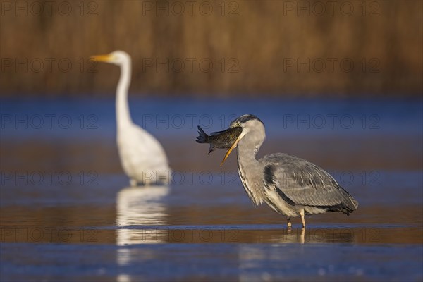 Grey heron