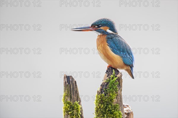 Common kingfisher