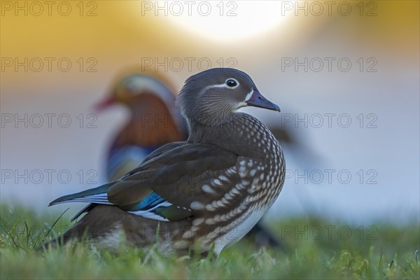 Mandarin Duck