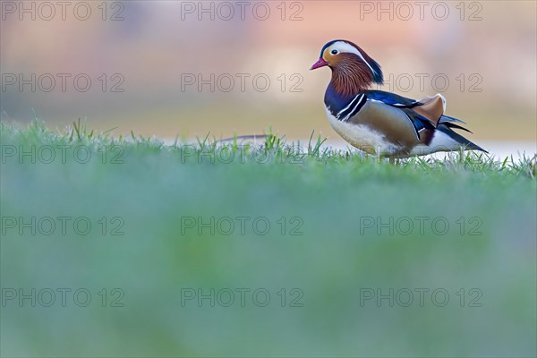 Mandarin Duck