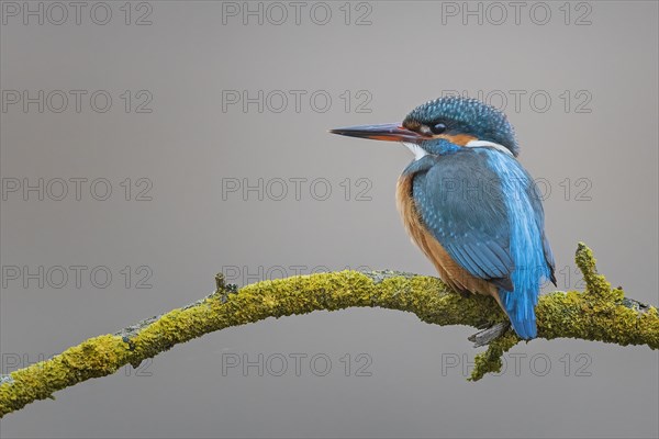 Common kingfisher