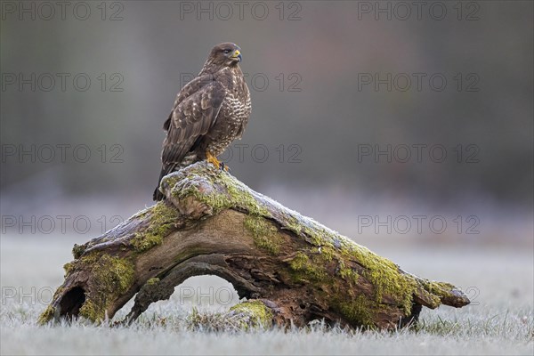 Common steppe buzzard